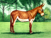 Donkey and Mule Art - Mammoth Donkey Chestnut